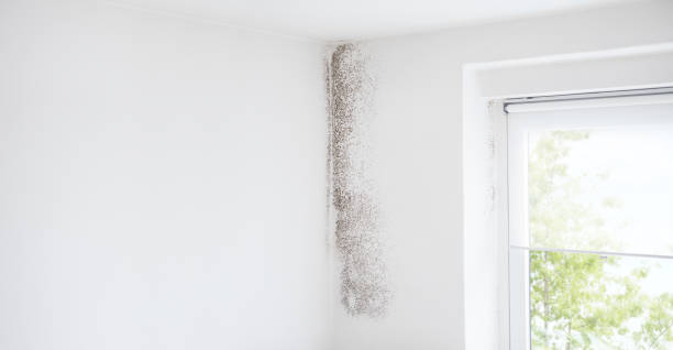 Dehumidification Services in Gaffney, SC