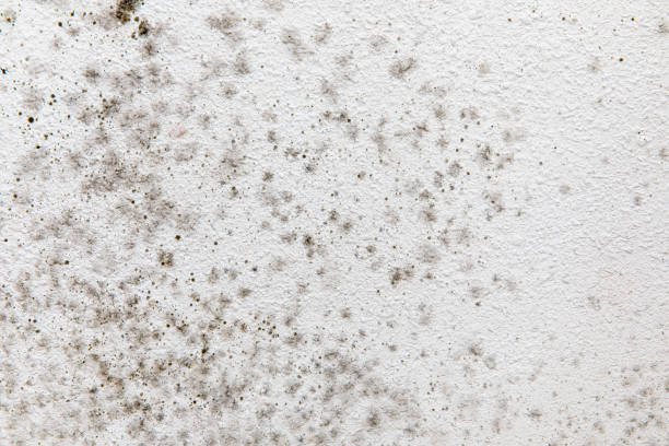 Mold Removal for HVAC Installations in Gaffney, SC